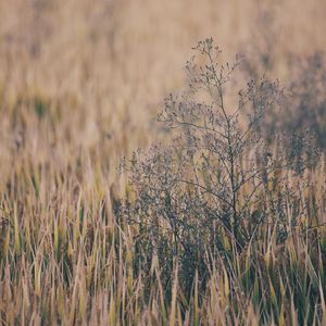 客源站长小蛙导航
