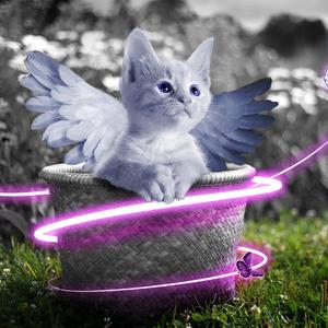 客源站长小蛙导航
